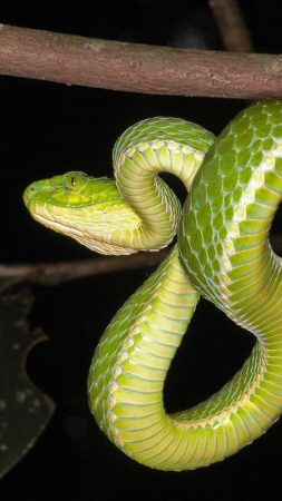 large-scaled-pit-viper large-scaled-pit-viper